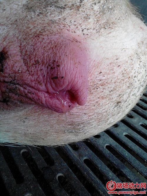 母猪进产房,其接生与难产的防治经验总结汇总