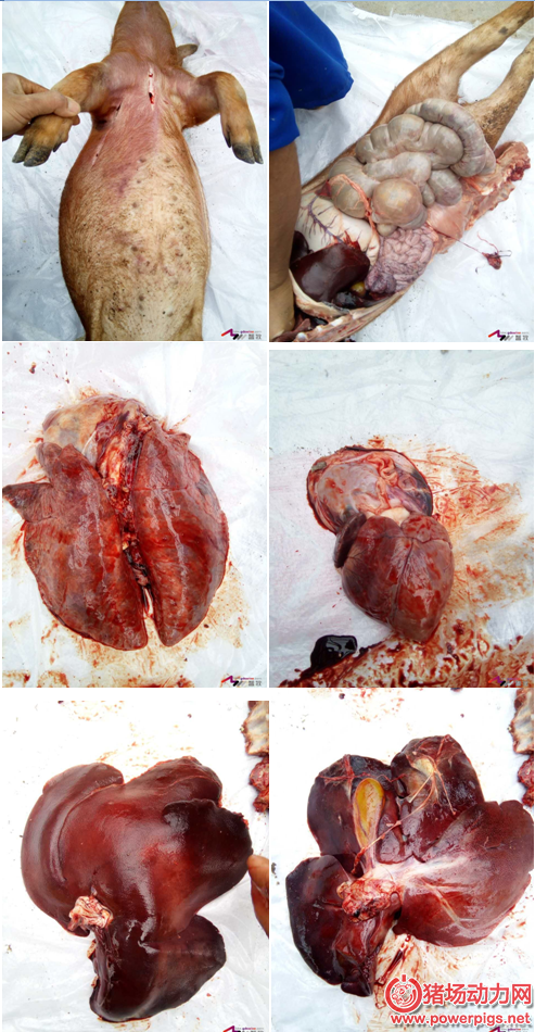 【病猪解剖图析】养猪须从基础做起,你投机,猪就死给你看!