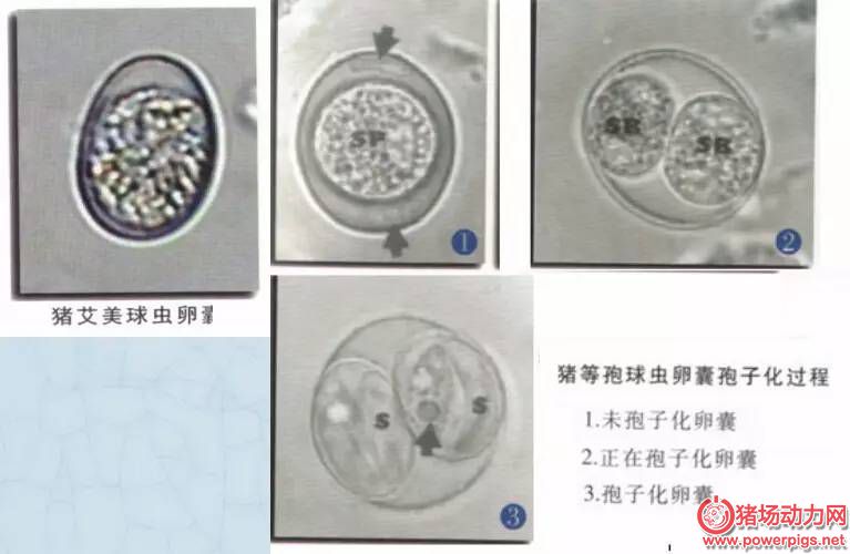 球虫卵囊