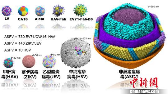 中国科学家成功解析非洲猪瘟病毒结构 助力新型疫苗开发